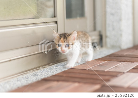 baby cat walk baby cat walk 23592120