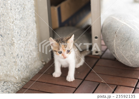 baby cat walk baby cat walk 23592135