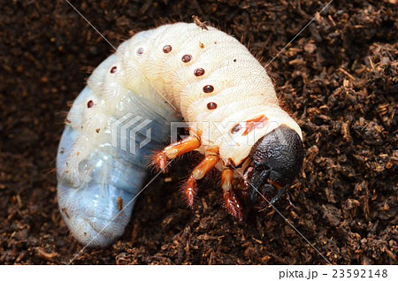 ヘラクレスオオカブトの幼虫　土の上で 23592148