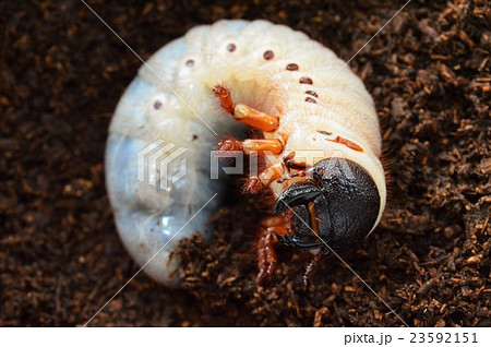 ヘラクレスオオカブトの幼虫　土の上で 23592151