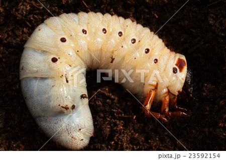 ヘラクレスオオカブトの幼虫 土の上での写真素材 [23592154] - PIXTA