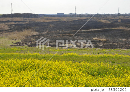渡良瀬遊水地－ヨシ焼きの後 23592202