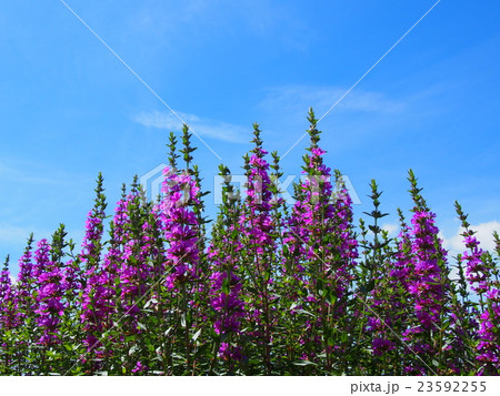 ミソハギ(禊萩) ミソハギ(禊萩) 23592255