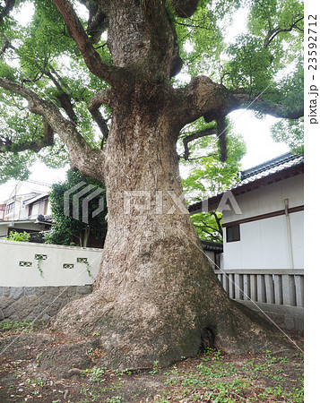 八岩華神社のクスノキ 八岩華神社のクスノキ 23592712