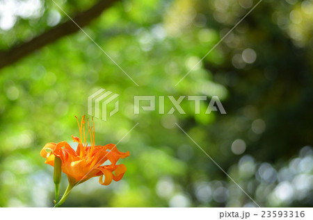 ヤブカンゾウ 23593316