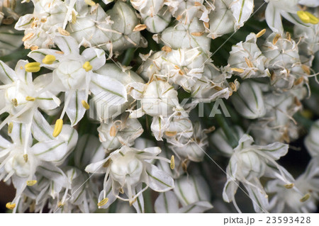 White onion flower close up detail macro White onion flower close up detail macro 23593428
