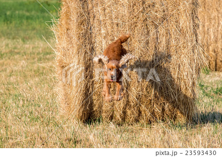 Dog puppy cocker spaniel jumping from wheat ball 23593430