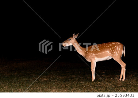 fallow deer at night isolated on black 23593433