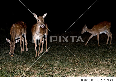 fallow deer at night isolated on black 23593434
