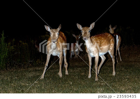 fallow deer at night isolated on black 23593435