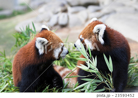 レッサーパンダ レッサーパンダ 23593452