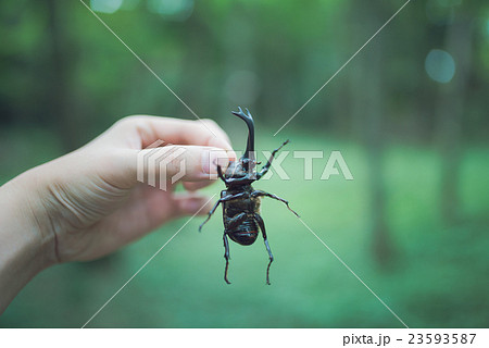 カブトムシ 23593587