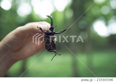 カブトムシ カブトムシ 23593596