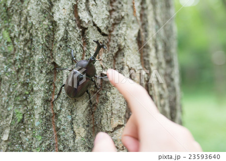 カブトムシ 23593640