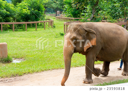 Elephant in protected nature park 23593818
