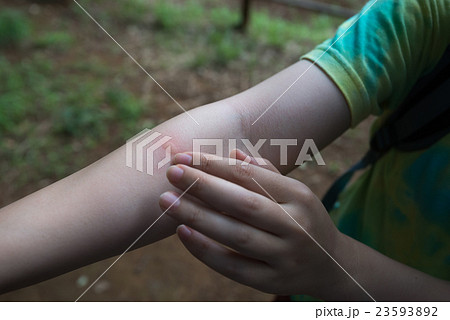 むしさ むしさ 23593892