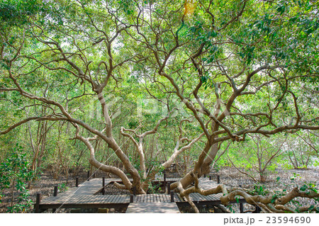 Flooded trees in mangrove rain forest in thailand Flooded trees in mangrove rain forest in thailand 23594690