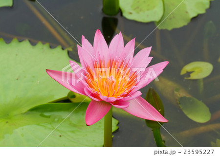 Purple lotus. 23595227