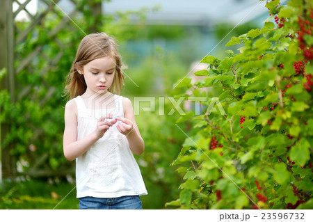 Adorable little girl pickind red currants Adorable little girl pickind red currants 23596732