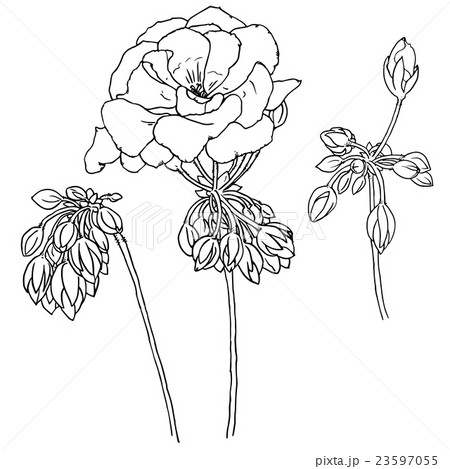 Geranium flowers, buds, leaves Geranium flowers, buds, leaves 23597055