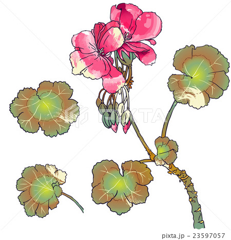 Geranium flowers, buds, leaves Geranium flowers, buds, leaves 23597057