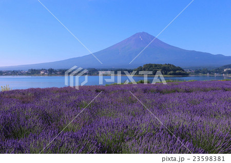 河口湖大石公園 富士山とラベンダー畑 河口湖大石公園 富士山とラベンダー畑 23598381