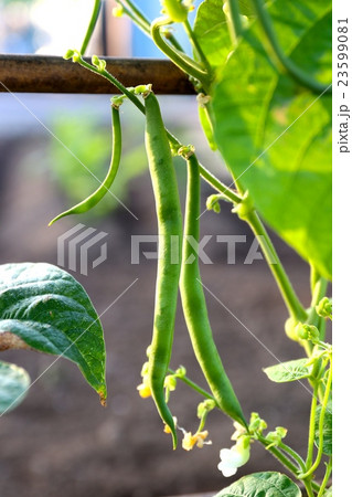 インゲン豆 23599081