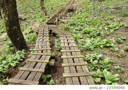 春の天王寺尾根 23599098