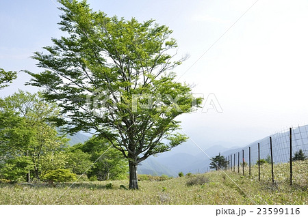 白馬尾根に立つ新緑のブナ 23599116