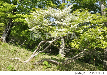 5月に咲くシロヤシオ 23599121