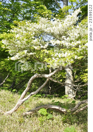 5月に咲くシロヤシオ 23599122
