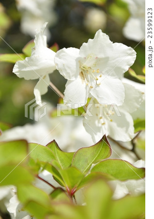 5月に咲くシロヤシオ 23599123