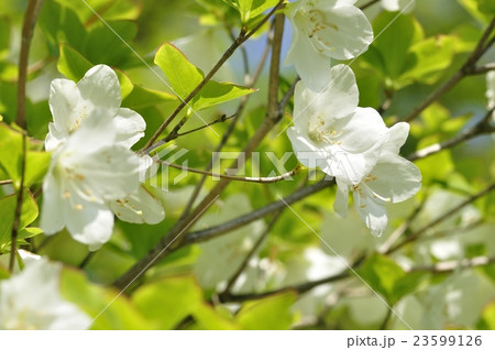 5月に咲くシロヤシオ 5月に咲くシロヤシオ 23599126