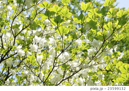 5月に咲くシロヤシオ 23599132