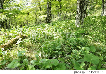 オオバイケイソウとマルバダケブキの若葉生い茂る 23599133