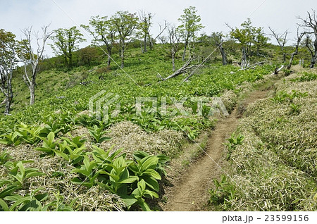 蛭ヶ岳山稜に生えるオオバイケイソウの若葉 蛭ヶ岳山稜に生えるオオバイケイソウの若葉 23599156