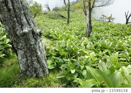 蛭ヶ岳山稜に生えるオオバイケイソウの若葉 23599158