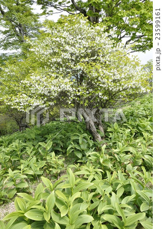 満開のシロヤシオとオオバイケイソウの芽吹き 満開のシロヤシオとオオバイケイソウの芽吹き 23599161