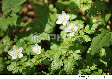 ツルシロカネソウ ツルシロカネソウ 23599162