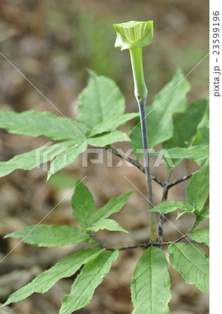 ホソバテンナンショウ 23599196