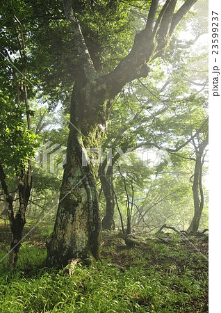 丹沢の森 23599237