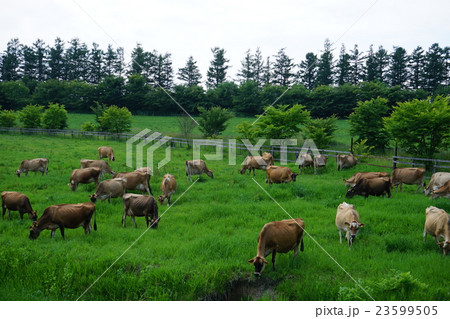 牛のいる風景 牛のいる風景 23599505