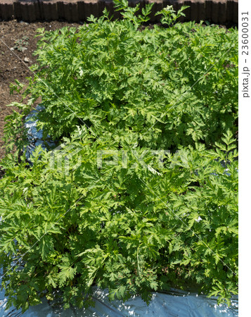 センキュウ　薬用植物 23600031