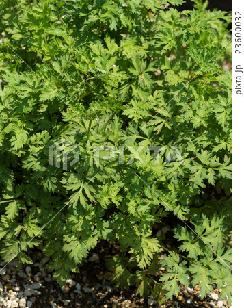 センキュウ 薬用植物 センキュウ 薬用植物 23600032