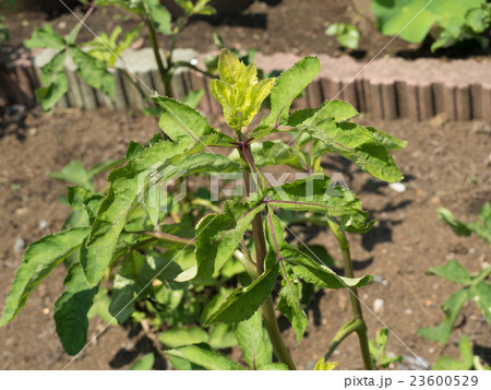 ノダケ 薬用植物 ノダケ 薬用植物 23600529