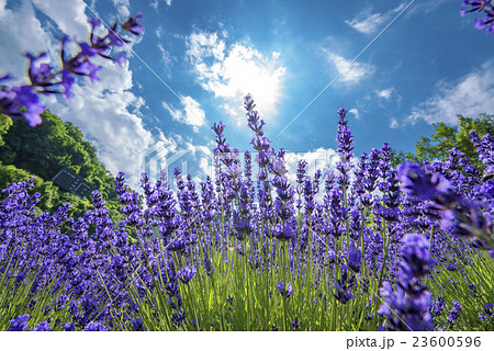 ラベンダー畑 ラベンダー畑 23600596