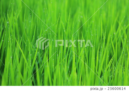 早朝の稲 23600614