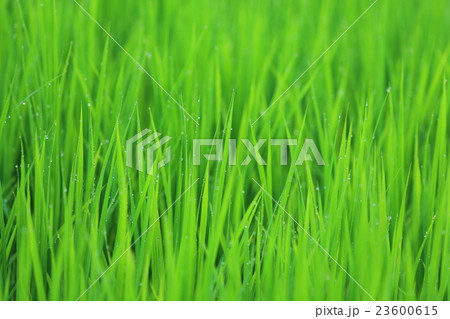 早朝の稲 23600615