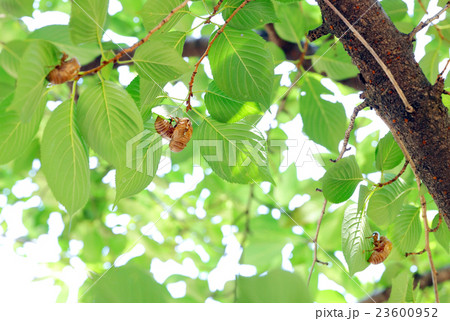 蝉の脱け殻 23600952