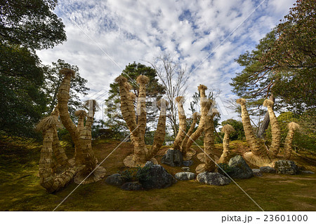 桂離宮　蘇鉄山 23601000
